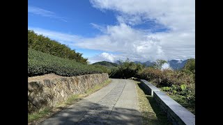 [爬山紀錄]茶霧之道，有別上次的路線