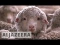 Sheep farming making a comeback in Australia