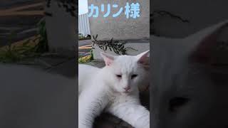 港のボス猫カリン様‼️ヤキモチで近づく猫ちゃんを追い払います #shorts