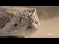 Snake vs. Roadrunner Face-off  National Geographic