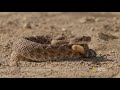 Snake vs. Roadrunner Face-off  National Geographic