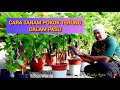 TANAM POKOK TERUNG DALAM PASU - Pasu Nutripot