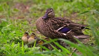 Tőkés réce, mallard duck