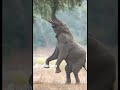 watch this elephant stand on two legs in search of a snack shortsvideo