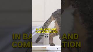 The Cat Tail The Key to Communicate