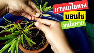 บอนไซ : การแก้ไขทรง สนใบพาย | Bonsai 010