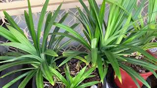 #55 🇦🇺A few tips to grow Edible Pandanus in Cooler Climates