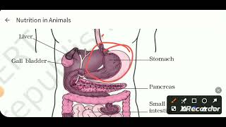 Class 7th /science /chapter-2/ NUTRITION IN ANIMALS/( part-2 ) FULL EXPLANATION