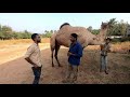 കേരളത്തിലെ ഒട്ടക ഫാം കാണാം camel farm thathamangalam palakkad kerala