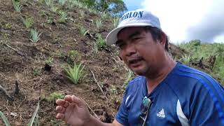 MGA TANIM NA PWEDE NATING ITANIM SA BULUBUNDOKIN NA LUGAR | D' Green Thumb