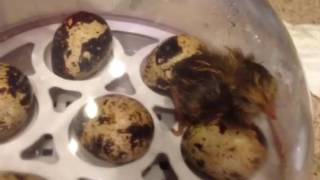 Quail hatching in incubator.