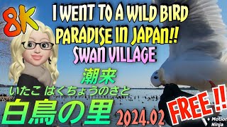 【8K】 Swan Village：Itako City, Ibaraki Prefecture / 白鳥の里：茨城県 潮来市