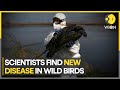 'Plasticosis': A new disease found in seabirds | WION Climate Tracker | English News