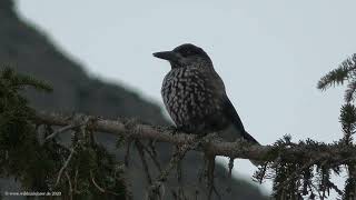 Tannenhäher -  Spotted Nutcracker - Nucifraga caryocatactes - Hohe Tatra - High Tatras