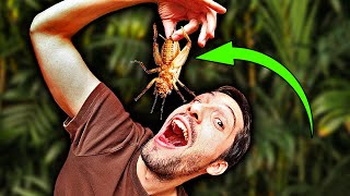 Insekten in unserer Nahrung… gefährlich? Biologe klärt auf