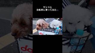 わんことサイクリング🚲 #ペット動画 #かわいい犬 #トイプードル #多頭飼い #癒し動画 #サイクリング