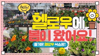 헬로우가든마켓! 봄꽃이 가득 입고되었습니다🌷/신상입고, 캄파눌라, 유럽제라늄,몬스테라 위시본, 봄꽃구경해요!