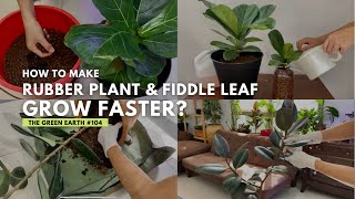 #104 : The Faster Way of Growing Rubber Plant & Fiddle Leaf Fig | Best Indoor Plants