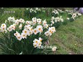 2016.4.10撮影 偕楽園公園「桜山」と「偕楽園」の桜　4k