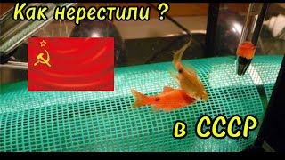 Как НЕРЕСТИЛИ Рыбок в СССР?