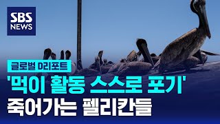 펠리컨이 죽어가는 이유는? / SBS / #D리포트