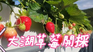 【苗栗好好玩】草莓季就是要採草莓~山大王草莓園