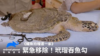 玳瑁緊急入院！獸醫迅速清除兩個魚鈎｜鱷魚拍檔這一家｜動物星球頻道