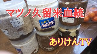 マツノ久留米血統 菌糸交換動画