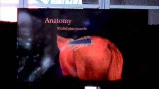 Anatomy of The Horses' Back- Where Back Injuries Start