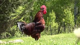 Chickens Foraging Socializing and nothing else, enjoy. Nature Sounds