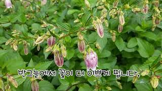 초롱꽃/섬초롱/루드베키아/인디언국화/천인국