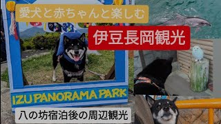 【小松屋八の坊・周辺観光】愛犬と赤ちゃん連れで楽しむ伊豆長岡