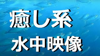 見るとリラックスできる水中映像！数千匹のアジが魅せる癒しの海！