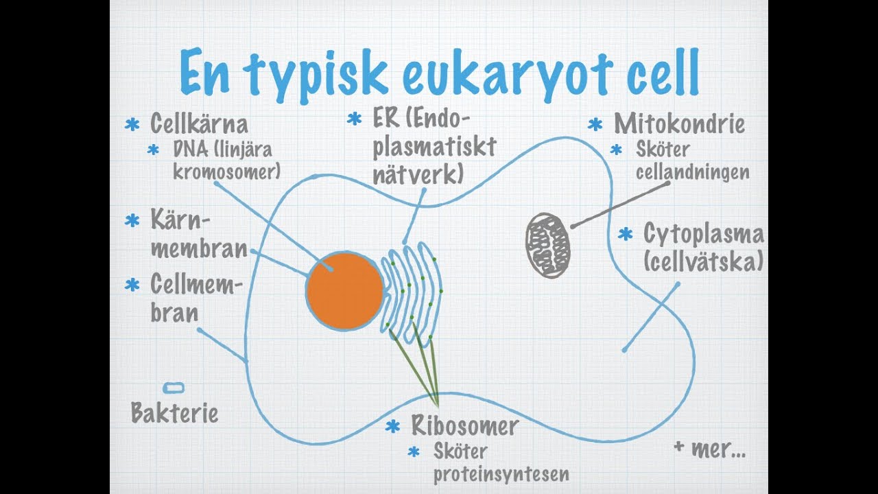 Tre Typer Av Celler (gammal) - YouTube