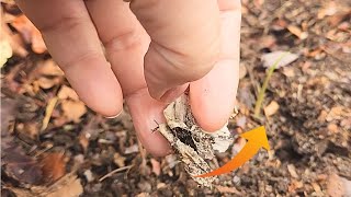 Grow GARLIC without cloves? Stick papery peels into the ground.