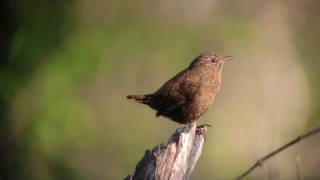 [4K] ミソサザイ（3）さえずり（戸隠） - Eurasian Wren - Wild Bird - 野鳥 動画図鑑