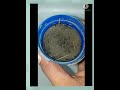 how to grow albizia julibrissin mimosa silk tree from seed best way_to_grow plants from seed