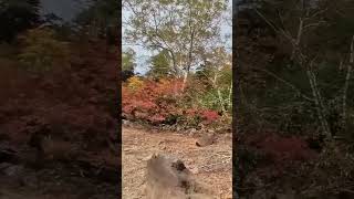 On shore at kazafuki pond 風吹大池湖畔の紅葉