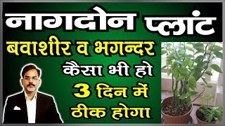 Nagdon Plant Benefits | नगदोंन के औषधीय गुण