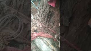 எப்புடி டா ஆ 2ம் ஒரோ மாதிரி இருக்கு #shorts #lizard #tree #matching #video #viral #viralshorts