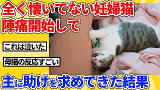 [2ch Animal Thread] A pregnant cat who has never been attached to her owner goes into labor → At ...