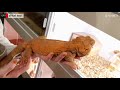 더쥬 왓쥬 에 왓쥬~what zoo 도마뱀샵에가보자 breeder fla. what zoo reptileshop