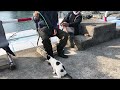 ほっこり☺️島のおっちゃんたちと猫。