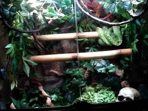 Green Tree Python Setup Youtube