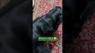 黒髪美女は今日もかわいい　#shorts #フラットコーテッドレトリバー #dog #大型犬 #flatcoatedretriever #cute #犬