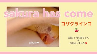 みーさくStyle#3/生後1ヶ月のコザクラインコ❤︎さくちゃんをお迎えしました。#コザクラインコ#ラブバード#飼育初心者