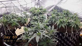 29-12-2024 - Day 69 - Live Cannabis Grow | Real-Time Indoor Cultivation \u0026 Plant Growth Stream