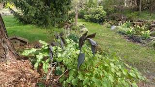 Ein Gartenrundgang im April