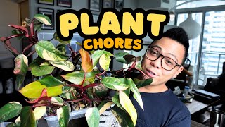 Plant Chores 🌱 anthurium repot, watering philodendron strawberry shakes, propagations & more!