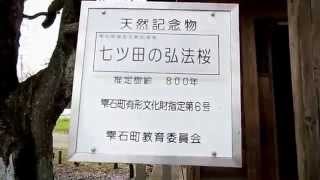 天然記念物　七ツ田の弘法桜　雫石町文化財指定６号